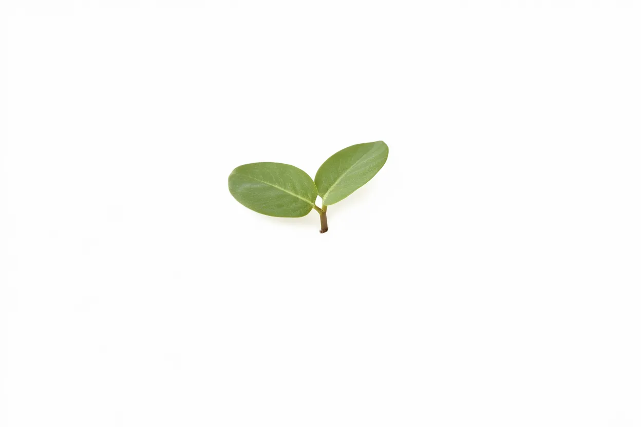 Organic Borage seeds ideal for naturally boosting microgreen cultivation