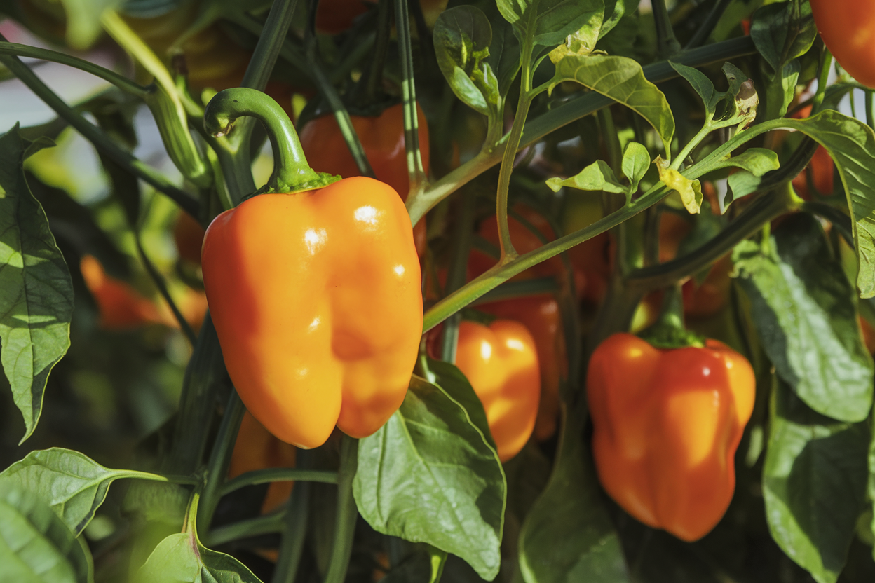 Organic Eros F1 bell pepper seeds, ideal for growing vibrant, healthy peppers in home gardens