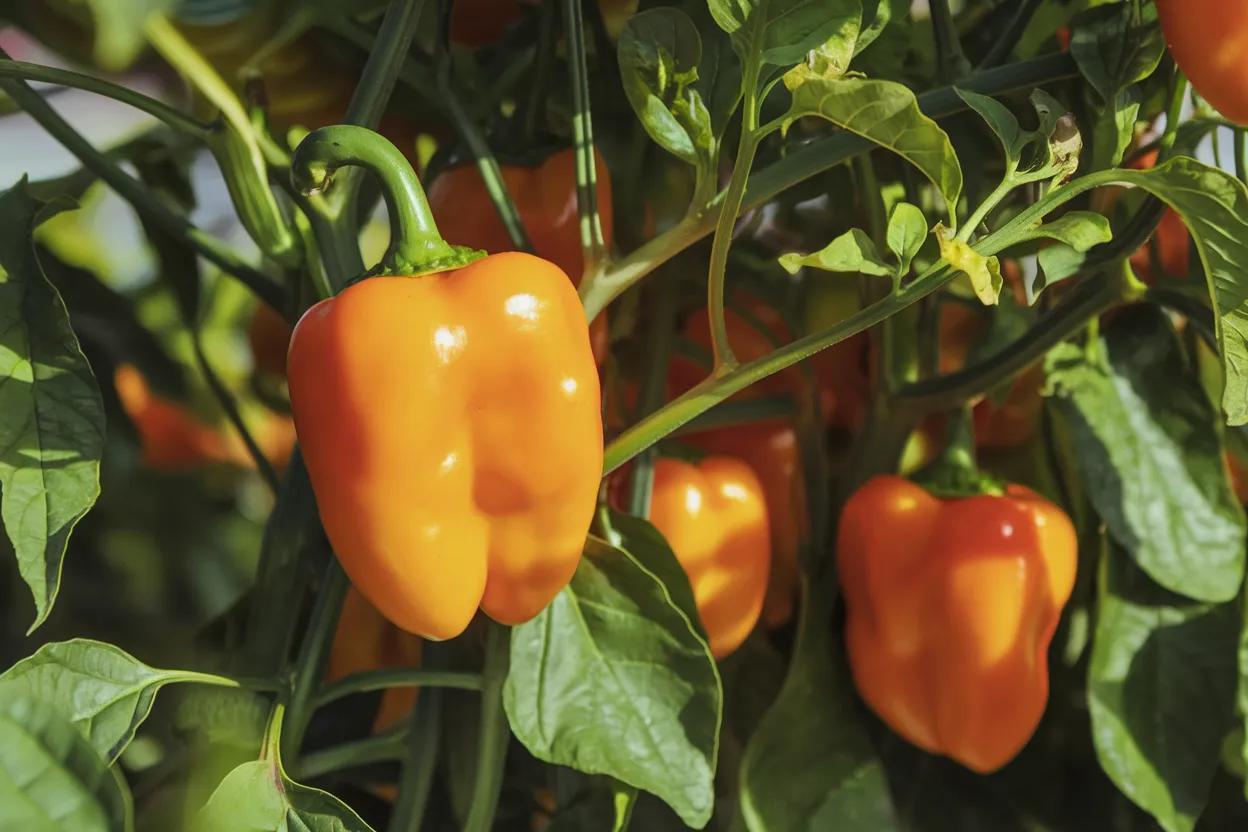 Organic Eros F1 bell pepper seeds, ideal for growing vibrant, healthy peppers in home gardens