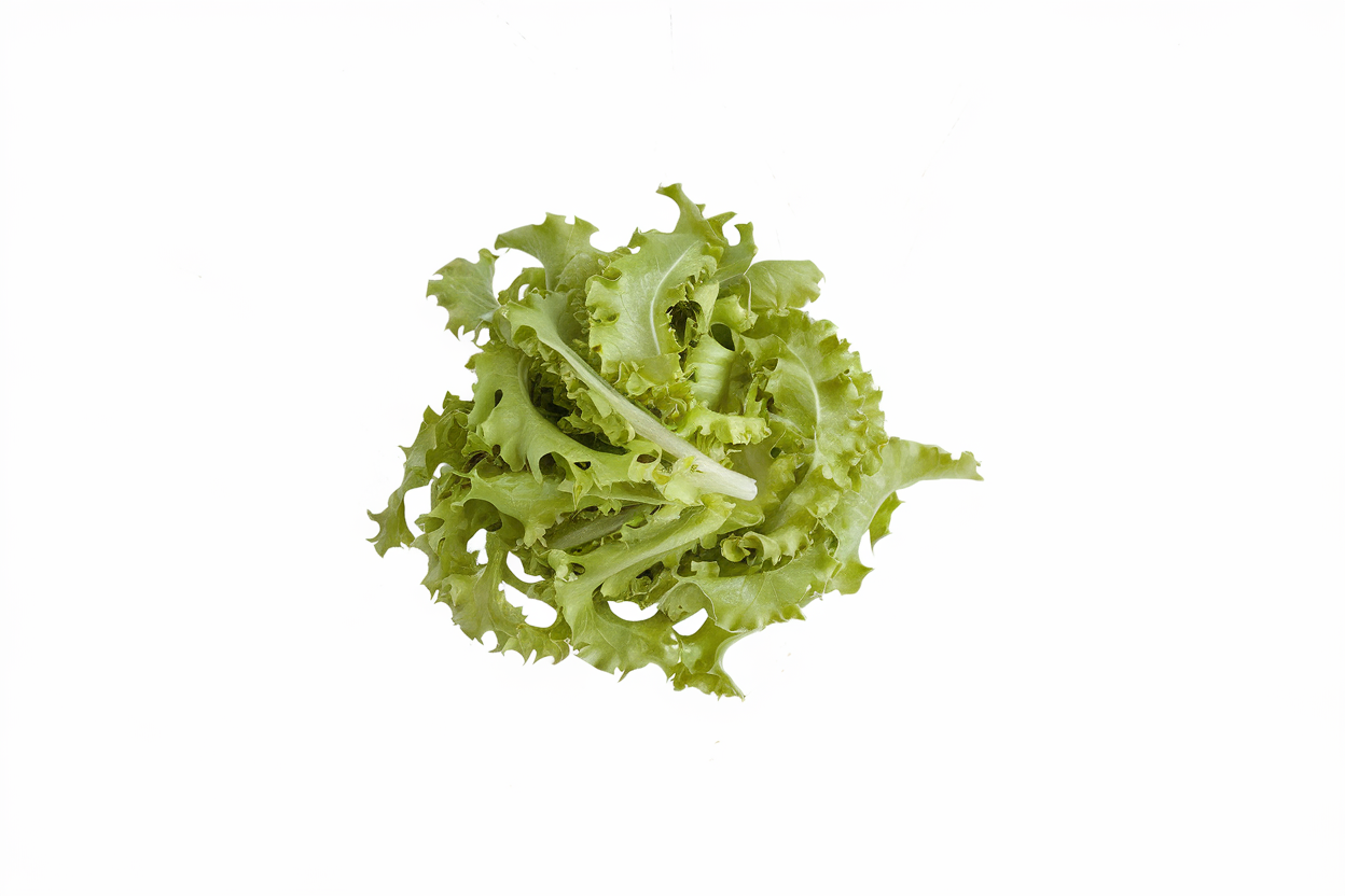 Organic Clodia Endive seeds perfect for healthy gardening and flavorful salads