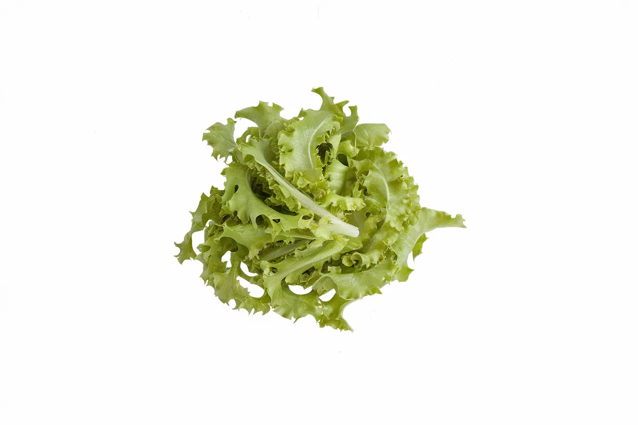 Organic Clodia Endive seeds perfect for healthy gardening and flavorful salads