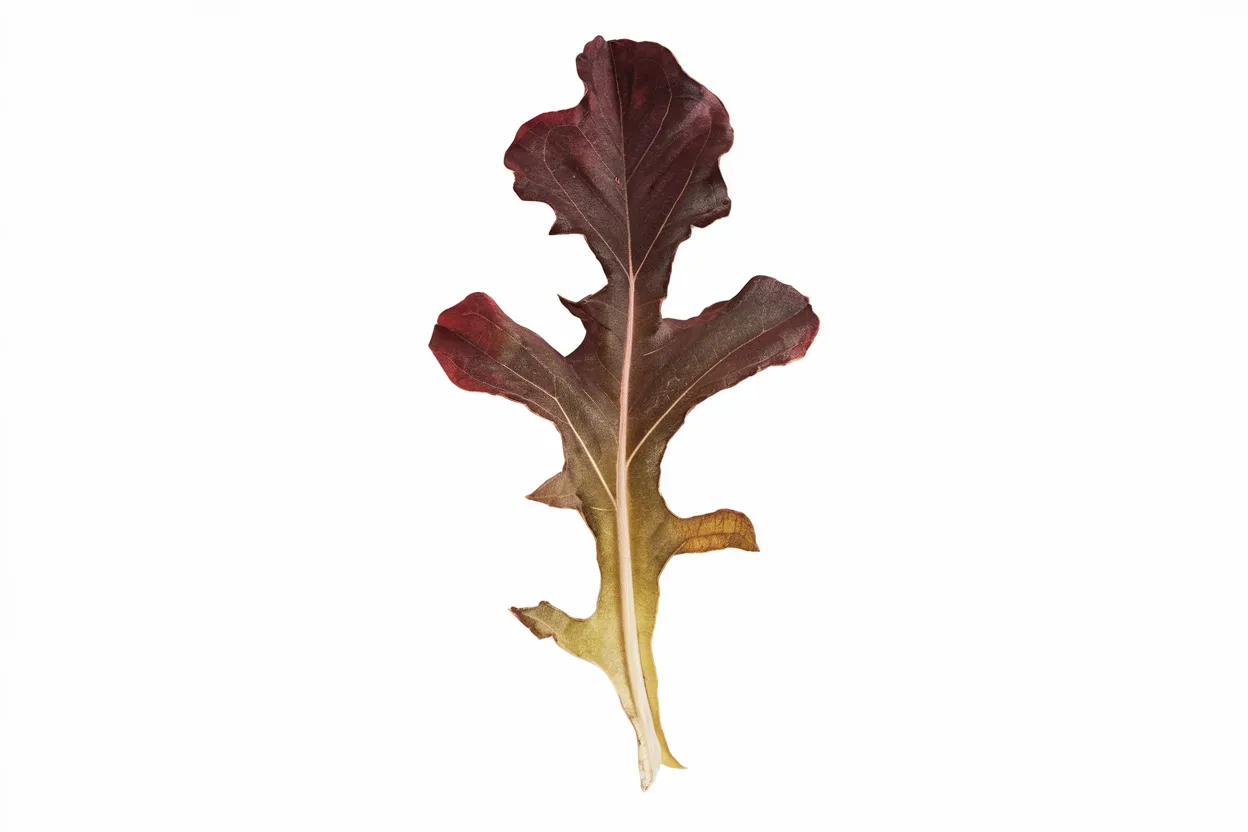 Premium Garrison organic lettuce seeds, perfect for growing fresh, healthy salads at home