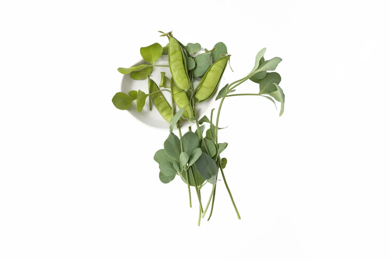 Organic Dwarf Grey Sugar Pea seeds, ideal for growing nutritious edible shoots at home