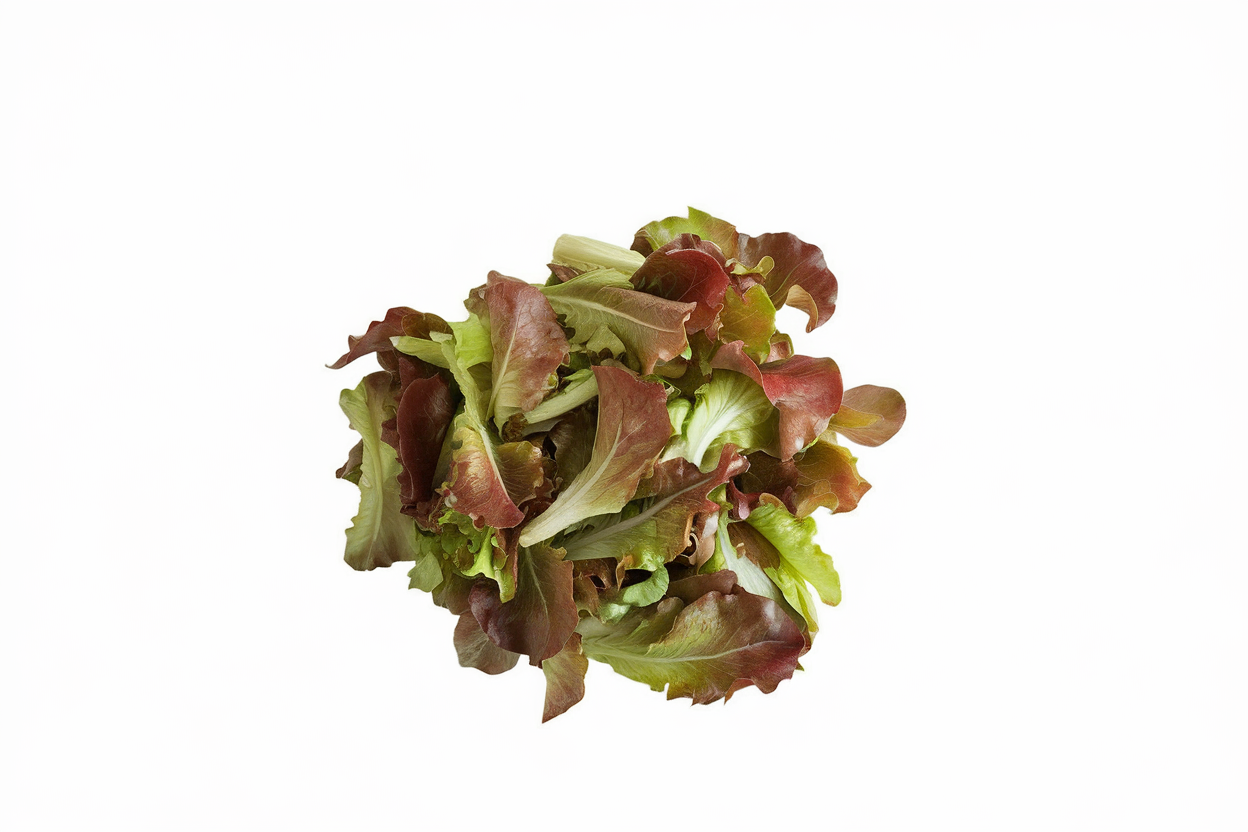 Organic Outredgeous lettuce seeds, perfect for growing nutrient-rich salads