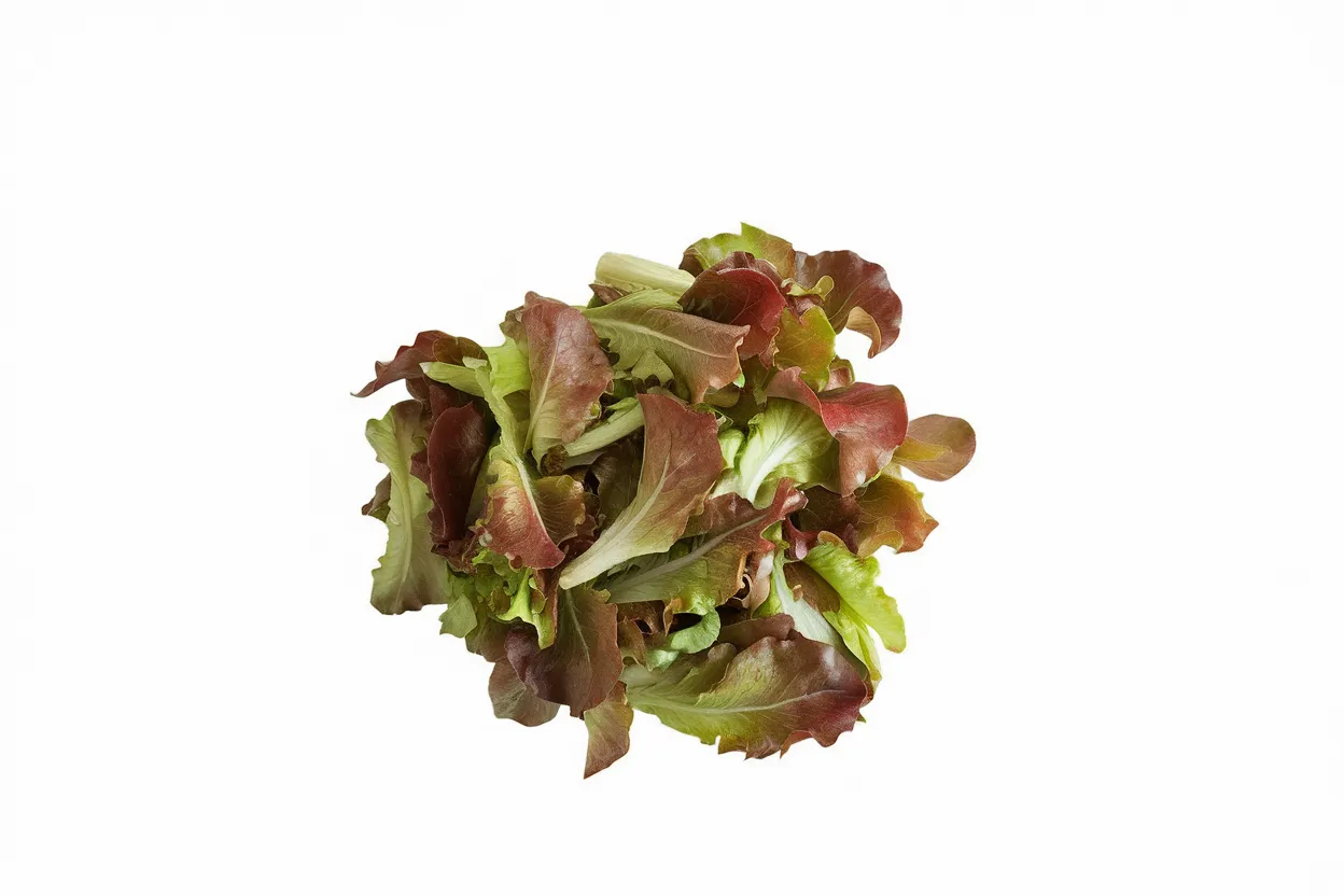 Organic Outredgeous lettuce seeds, perfect for growing nutrient-rich salads