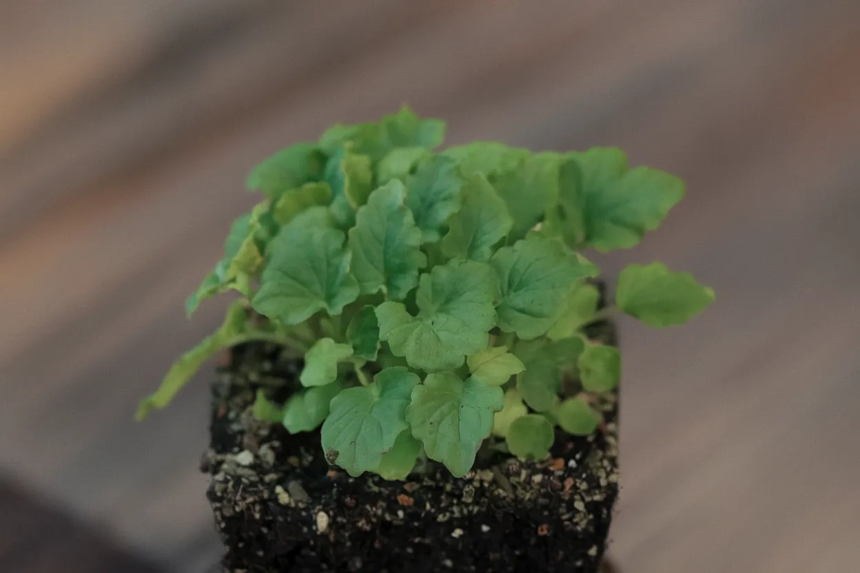 Organic lemon balm seeds, ideal for growing fresh herbs for calming herbal teas