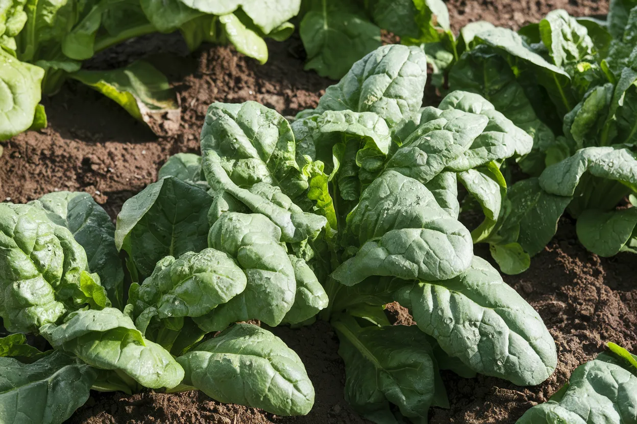 Organic Kookaburra F1 spinach seeds, perfect for high yield gardens