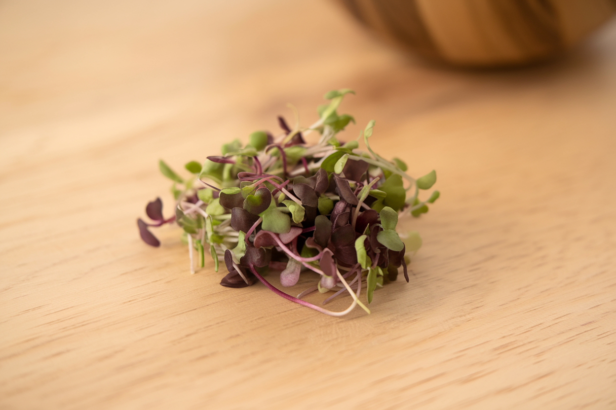Organic bicolor basil seeds, ideal for growing fresh microgreens at home