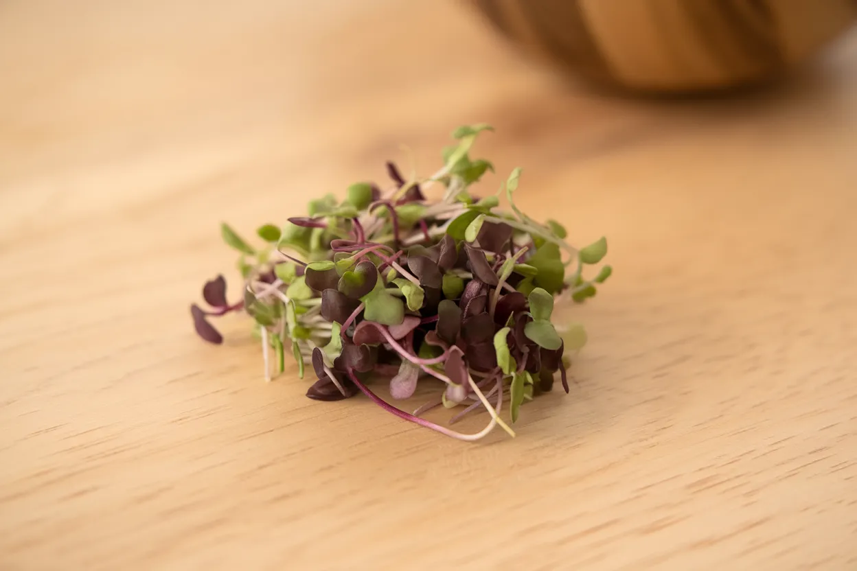 Organic bicolor basil seeds, ideal for growing fresh microgreens at home