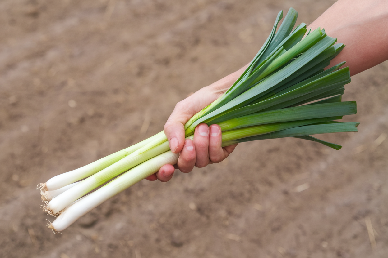 Organic King Richard leek seeds, perfect for enhancing garden health and yield