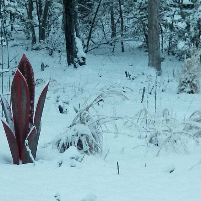 2023 Anti-rust Metal Tequila Agave Plant-Perfect for garden