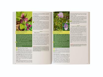 The Lost Book of Herbal Remedies 2