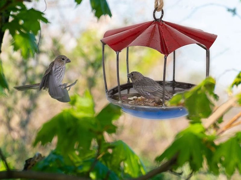 Feed Me Bird Feeder