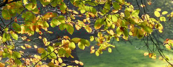 Autumn