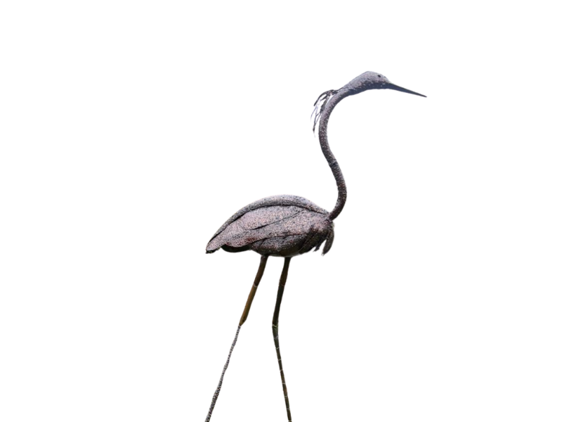 Baby Heron Head Straight