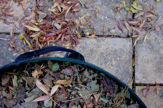 Leaves-and-Mulch