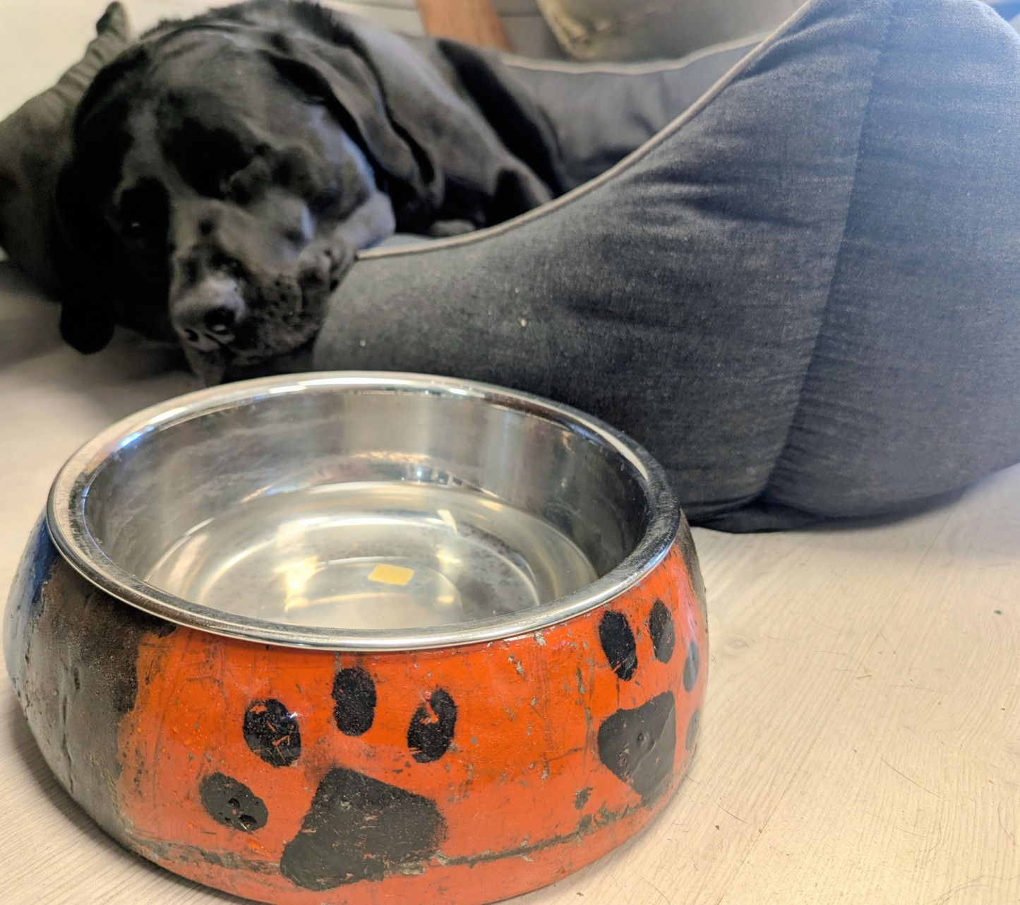 Paw Me Pet Bowl -Garden Furniture Centre-48Hour Dispatch,LowRange,Under 100,Ornaments Accessories,Ornaments,Metal Garden Ornaments,Accessories-{collection_title}