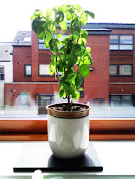 Plant pot on windowsill.