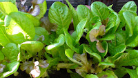 Healthy green plant.