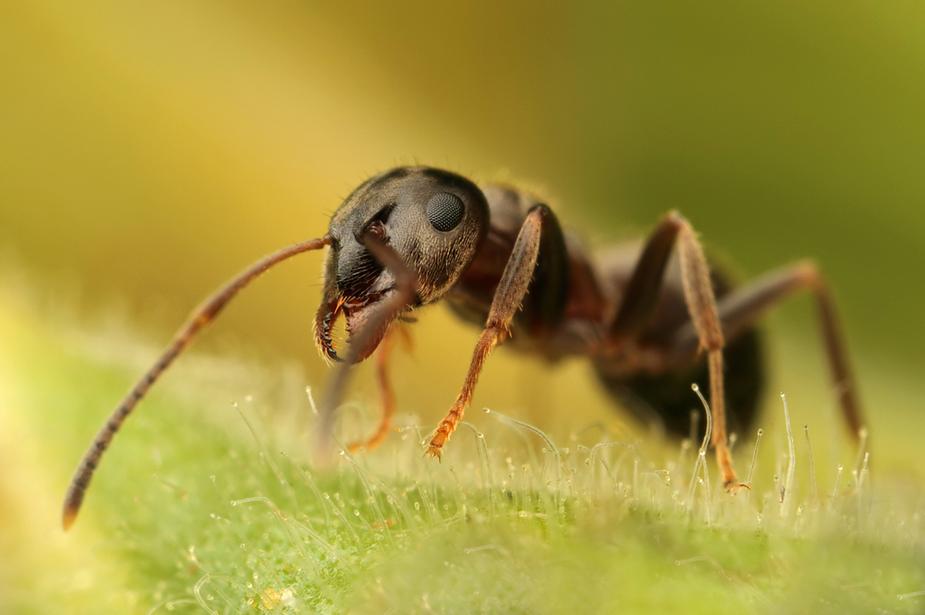 Natural pest control for ants