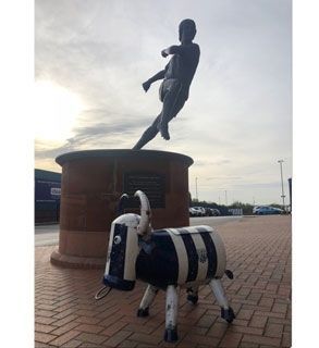 WBA Bruce The Bull Cooler