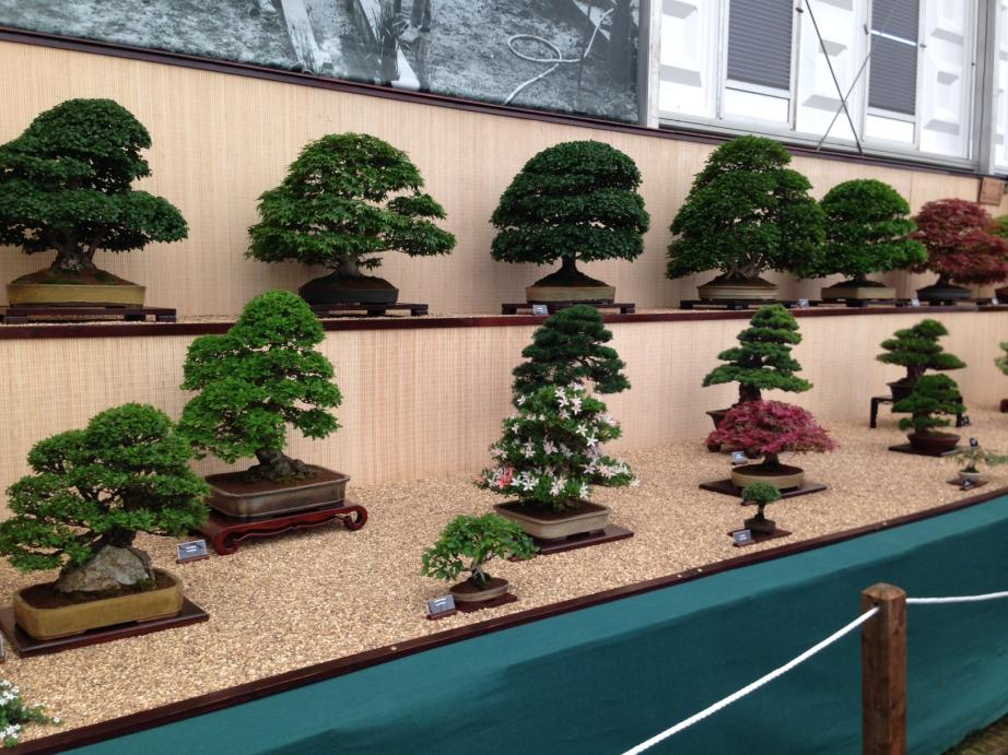 bonsai tree- The Garden Furniture Centre