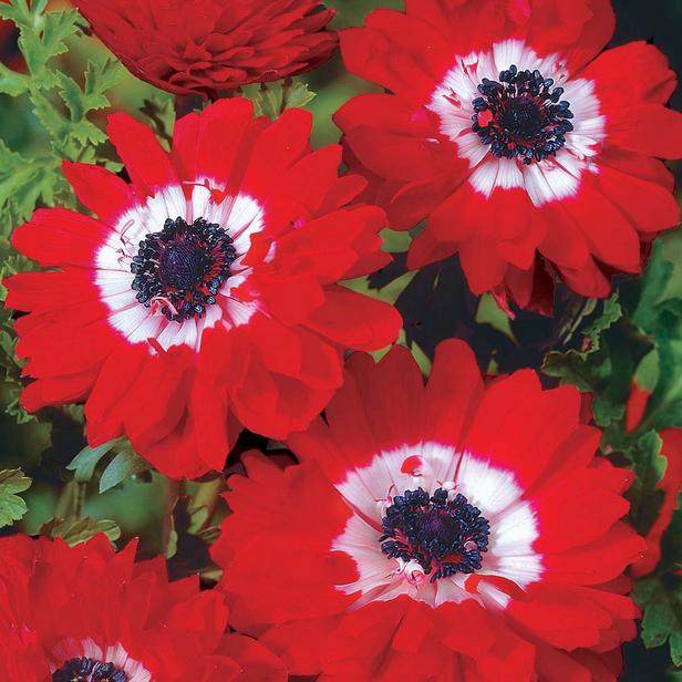 Anemone's – really rewarding plants