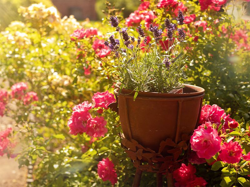 Butterfly Planter Stand 