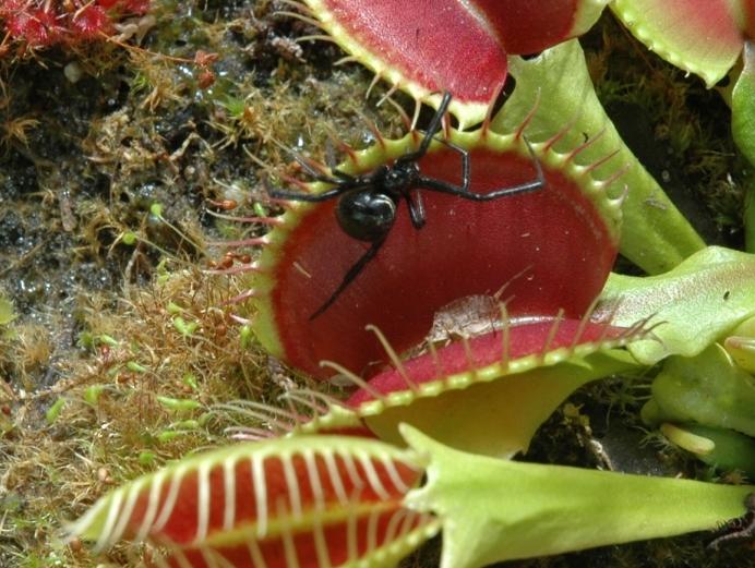 Carnivorous Plants