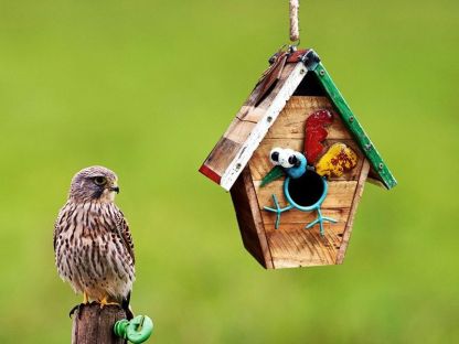 Walk The Line Bird House