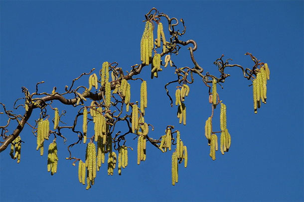 Corkscrew Hazel shrub