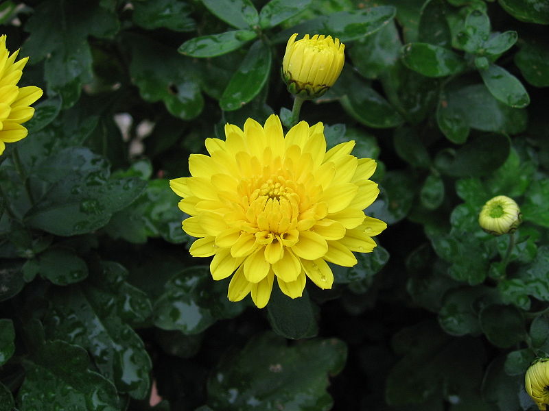 crysanthemums