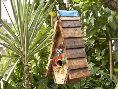 Cuckoos Nest Bird House