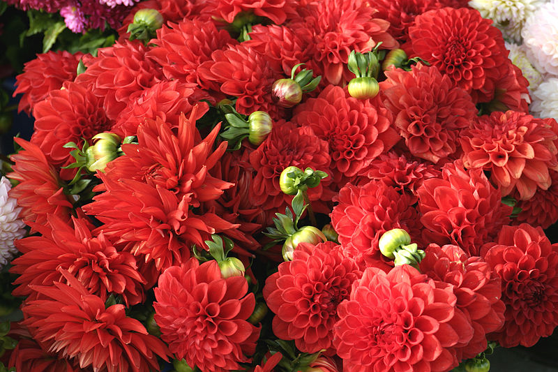 Dhalias 