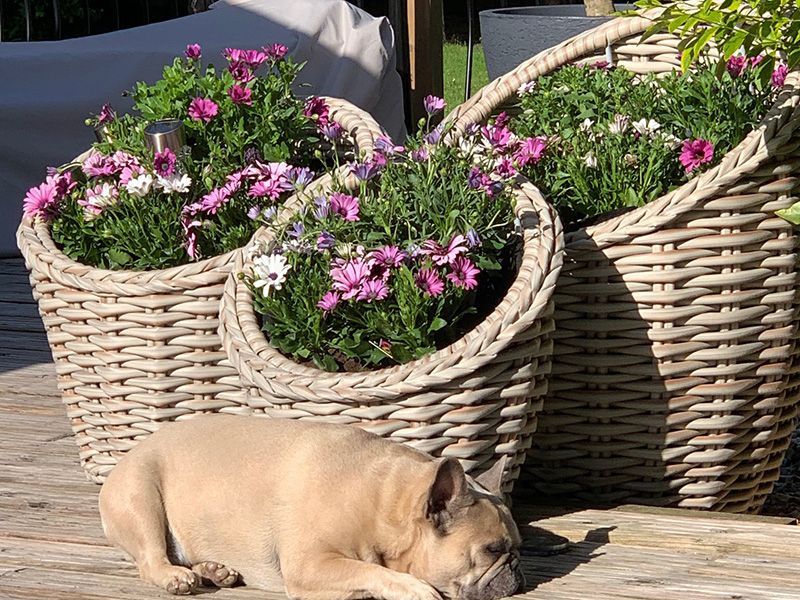 Fiji Flower Baskets -Garden Furniture Centre-MidInstock,instock,LowRange,MidRange,Under 100,Storage Accessories,Outdoor Furniture,Rattan Furniture,Accessories,Outdoor Storage,Garden Planters,Fiji Range,Rattan,Ornaments Accessories,Fiji-{collection_title}