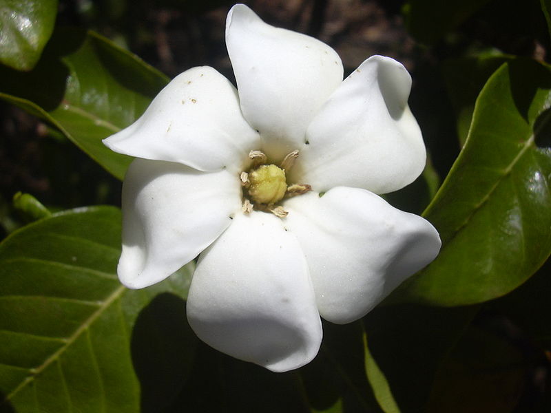 Gardenia