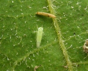 Remove pests and insects