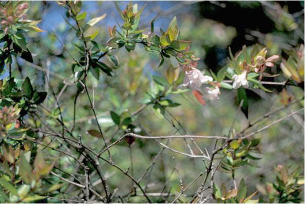 Glossy Abelia Shrub