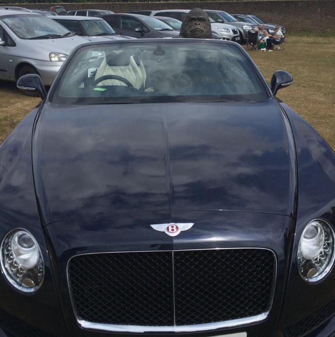 gorilla-in-bentley