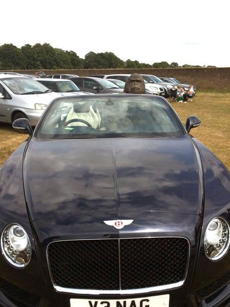 Gorilla Ornament-Garden Furniture Centre-HighRange,Ornaments,Animal Garden Ornaments-{collection_title}