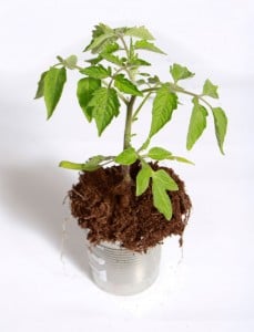 tomato plant in container
