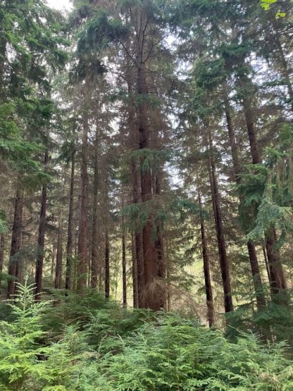 Hemlock 1.9M Picnic Table