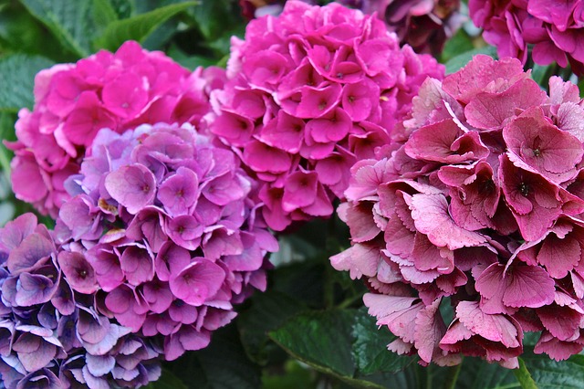 Hydrangea