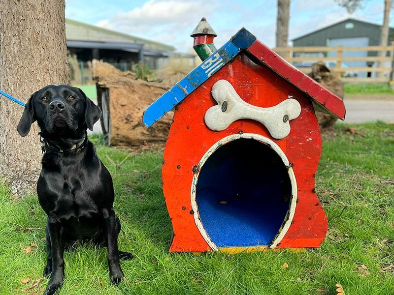 In The Dog House