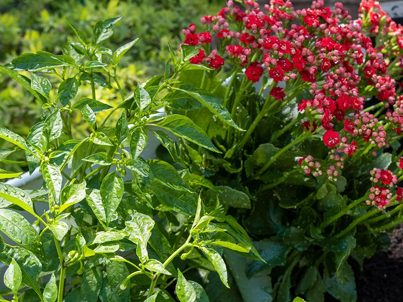 Permasteel Elevated Garden Bed | Ivory