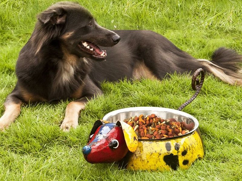 King of the Dogs