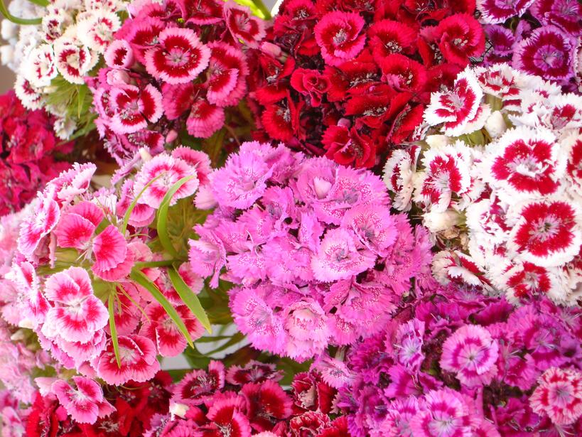 Landscaping your garden with flowers