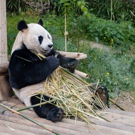 Bamboo Furniture Range at the Garden Furniture Centre 