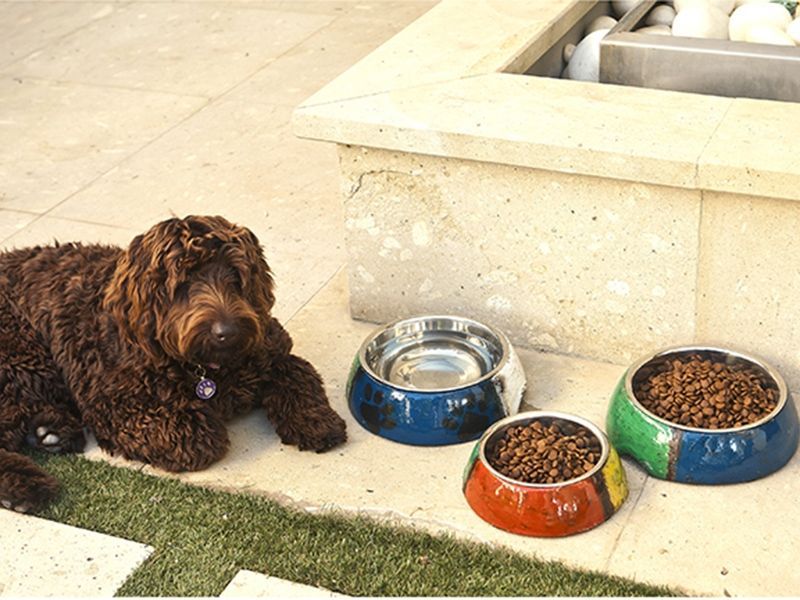 Paw Me Pet Bowl -Garden Furniture Centre-48Hour Dispatch,LowRange,Under 100,Ornaments Accessories,Ornaments,Metal Garden Ornaments,Accessories-{collection_title}