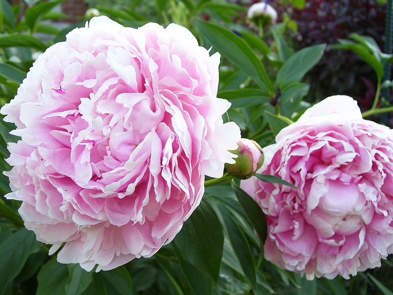 peony